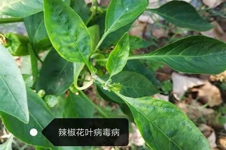 请问辣椒是什么病？