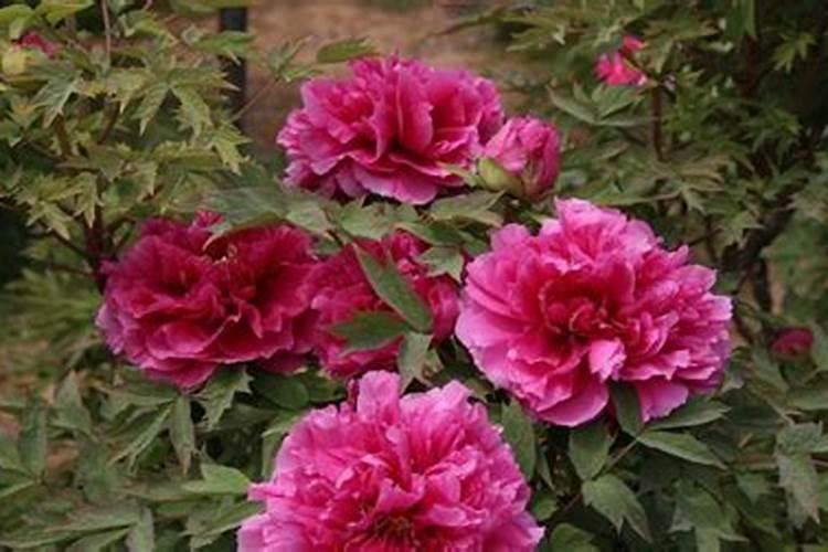 牡丹花实施什么肥料最好