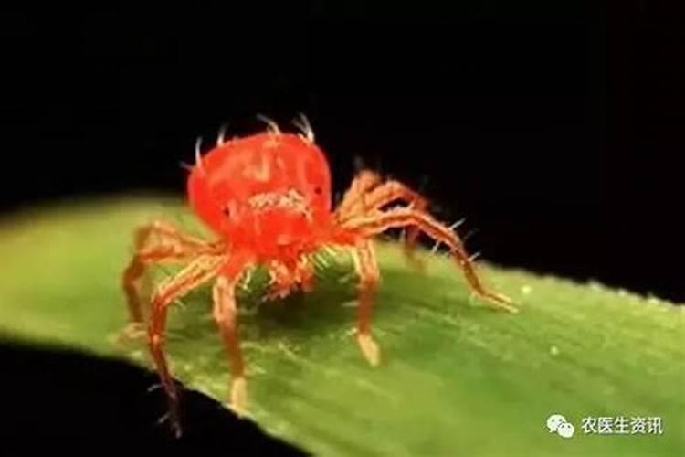 叶面肥能与红蜘蛛药一起打吗