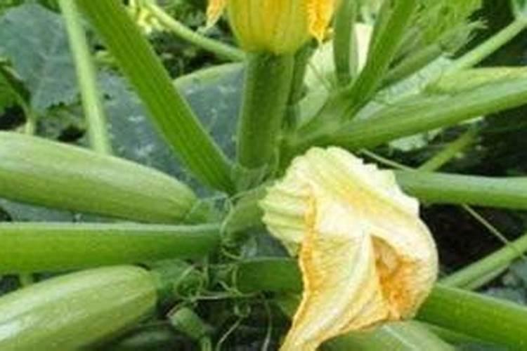 葫芦坐果期如何施肥