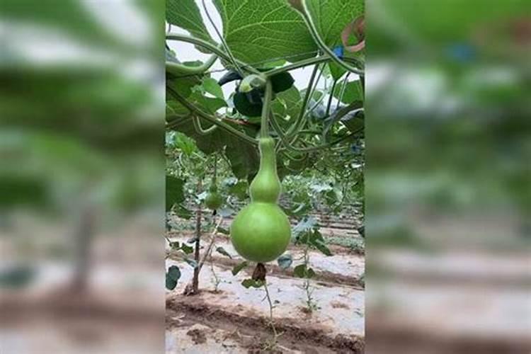 文玩葫芦施什么肥好