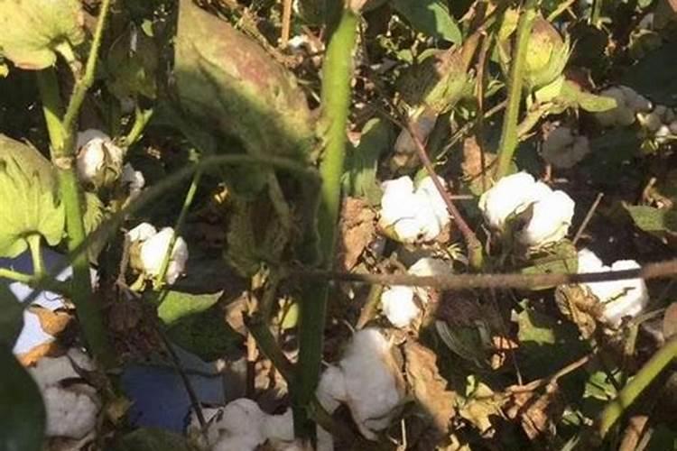 棉花中后期用什么肥料好 可以施加复合肥吗