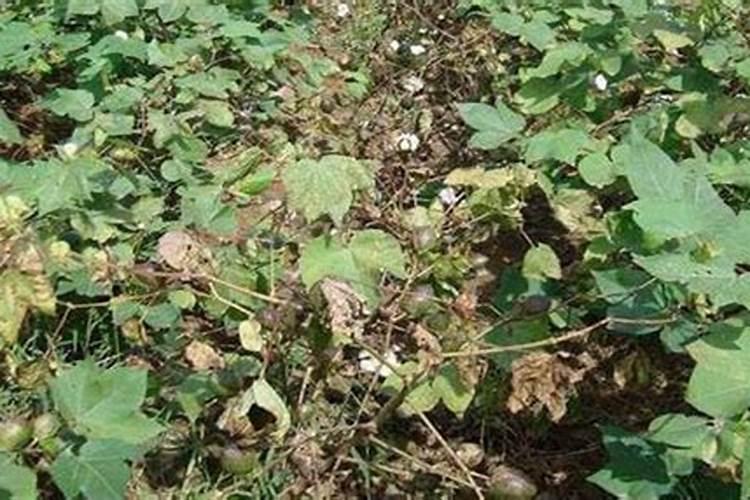 棉花戴帽出土喷什么叶面肥好？