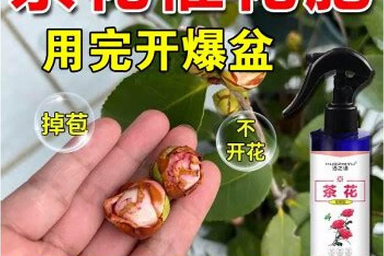 磷酸二氢钾如何正确浇灌茶花
