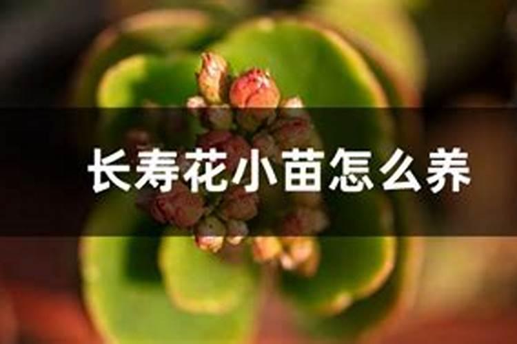 长寿花施什么肥粗壮叶子肥(长寿花小苗用什么肥长得快)