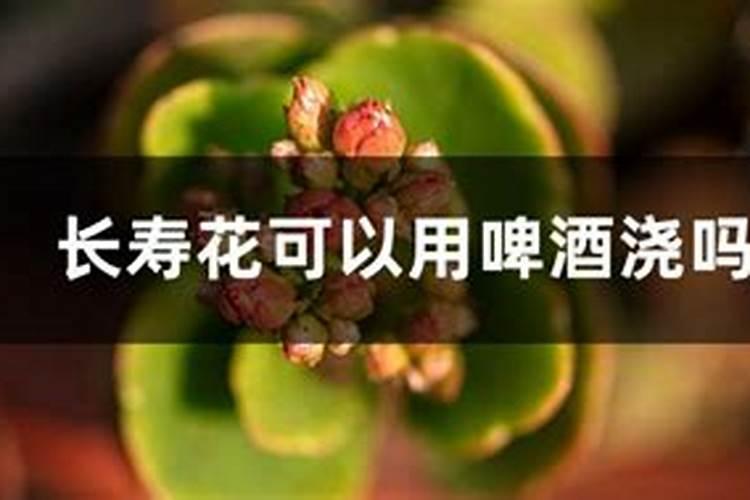 长寿花施什么肥粗壮叶子肥(长寿花小苗用什么肥长得快)