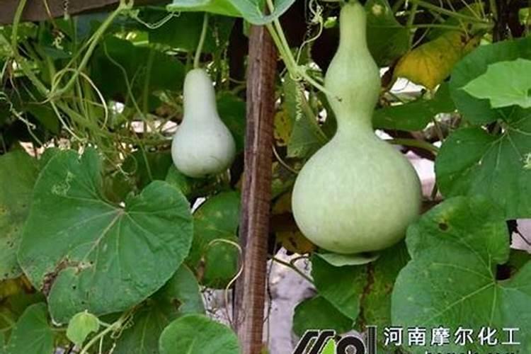 葫芦施肥施什么肥,多久施一次肥