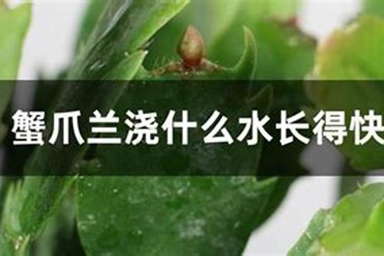 蟹爪兰浇什么肥料合适