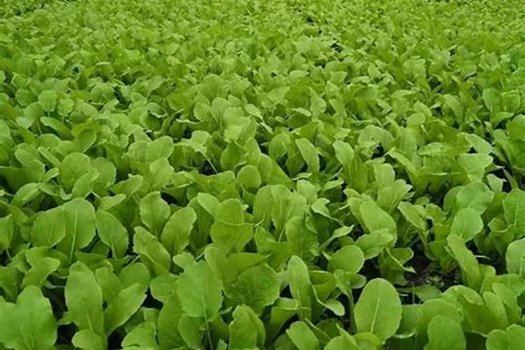 大棚小青菜开始施肥浇水多长时间好？