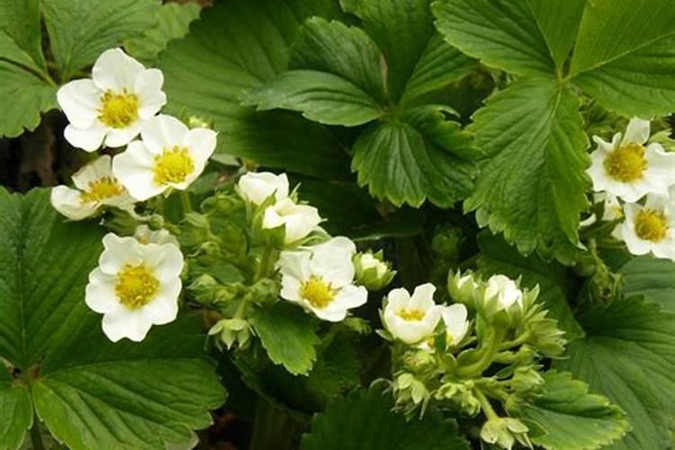 草莓🍓上用磷酸二氢钾有什么好处？