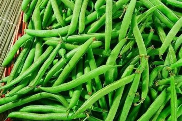 种四季豆用什么肥料好