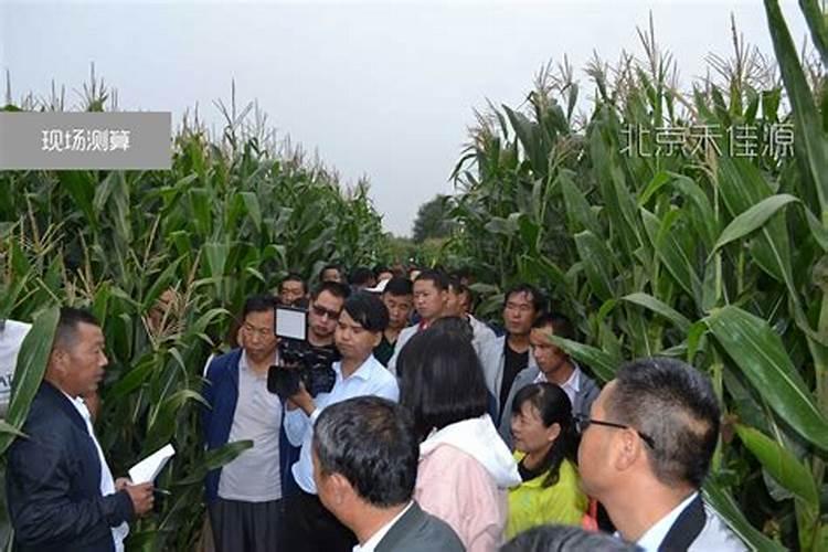 玉米打叶面肥好还是追尿素好