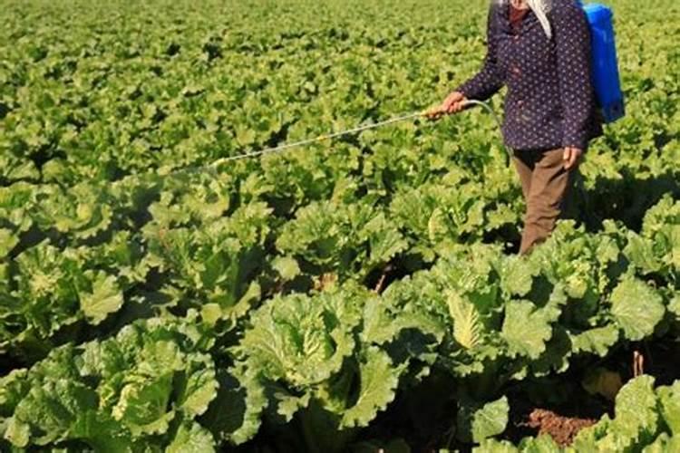 种秋白菜用什么肥料好 追肥技巧有哪些
