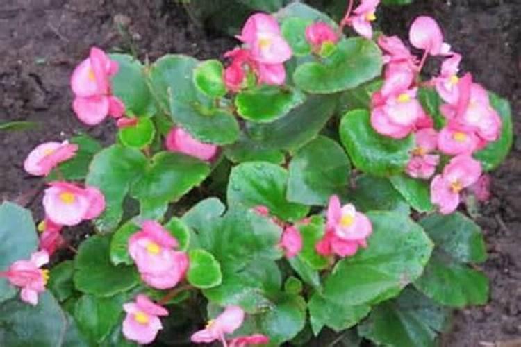 四季海棠在开花期间可以施肥吗