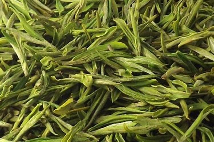 白茶种植技术
