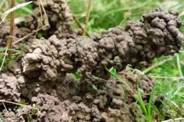 蚯蚓可以改良土壤吗