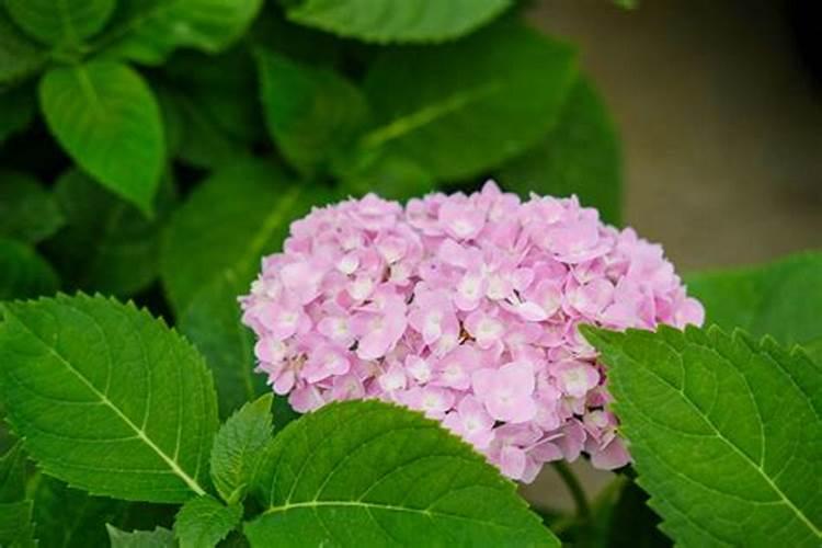 绣球花催花的正确方法