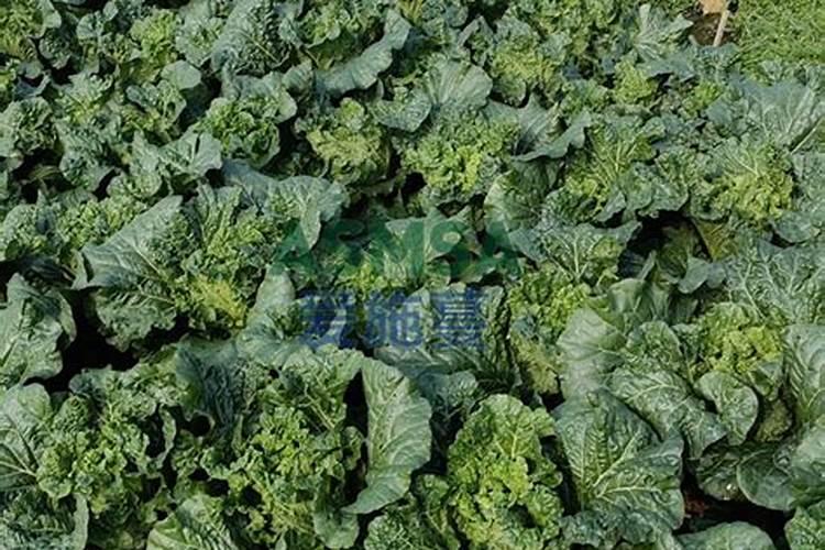 冷棚青椒用防虫网后影响授粉吗？