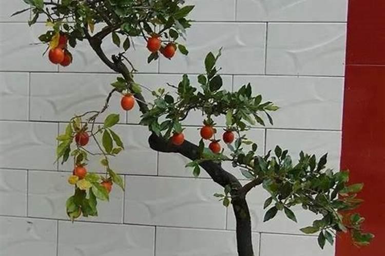 荔枝专用叶面肥什么好