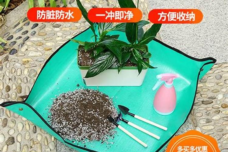 黑松换盆上了底肥怎么办？