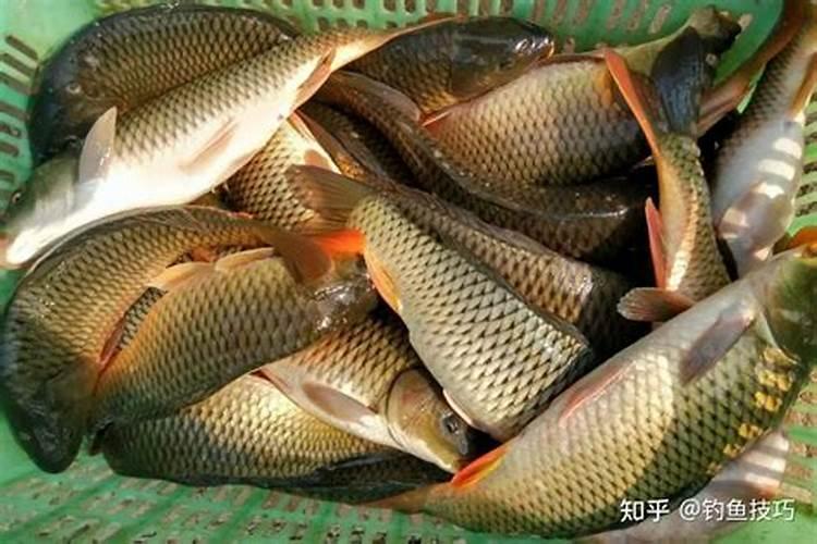 鱼塘里撒了尿素怎么才能让鱼开口