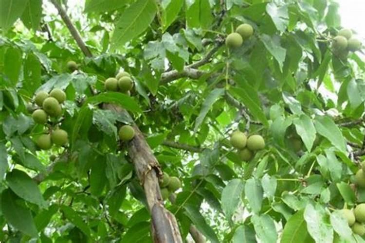 核桃树种植管理要点 怎么水肥管理