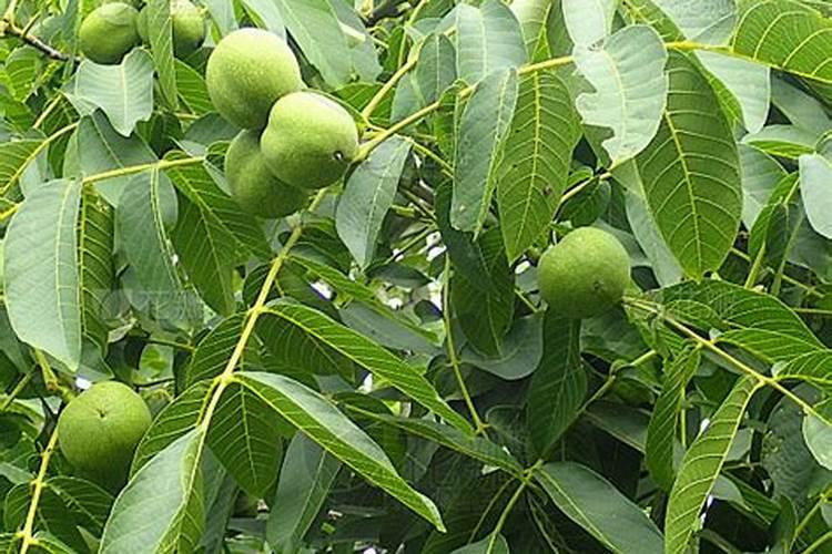 核桃树夏季管理措施,有哪些要注意的呢？