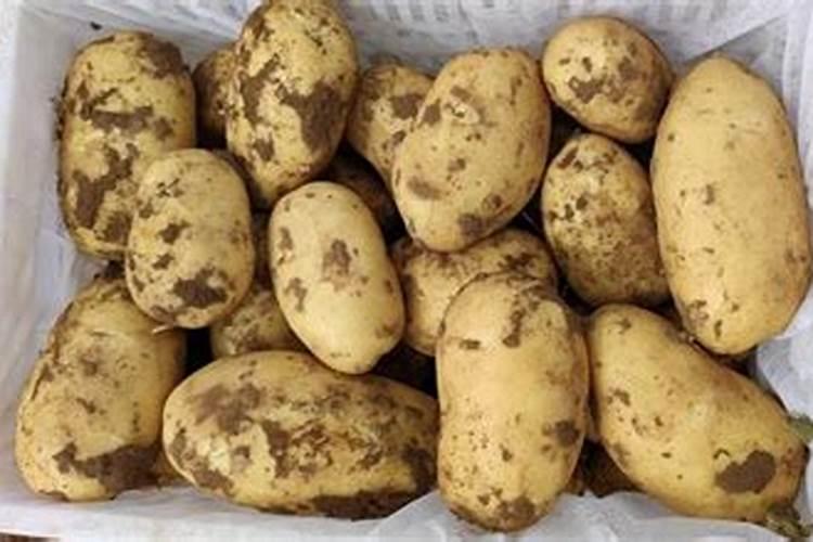 马铃薯对养分有什么要求蚂蚁 马铃薯需要什么养分