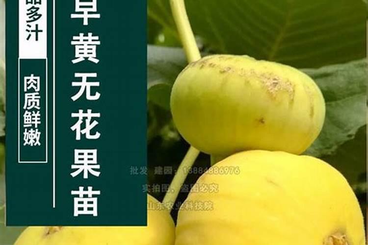 湖南益阳可以大面积种植无花果吗？