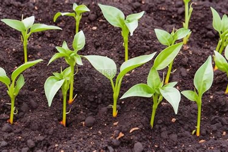 鱼蛋白肥料的使用技巧