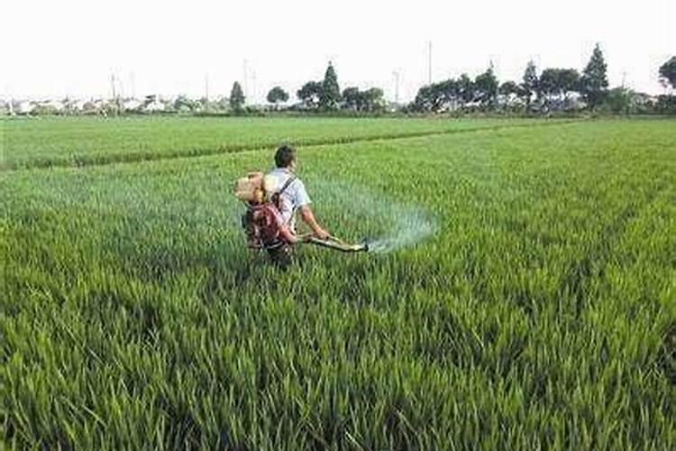 打完叶面肥后多久可以用除草剂