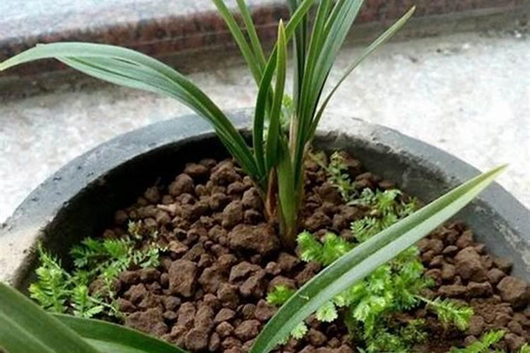 养兰花用什么肥料最好(有关简单兰花肥料排名)