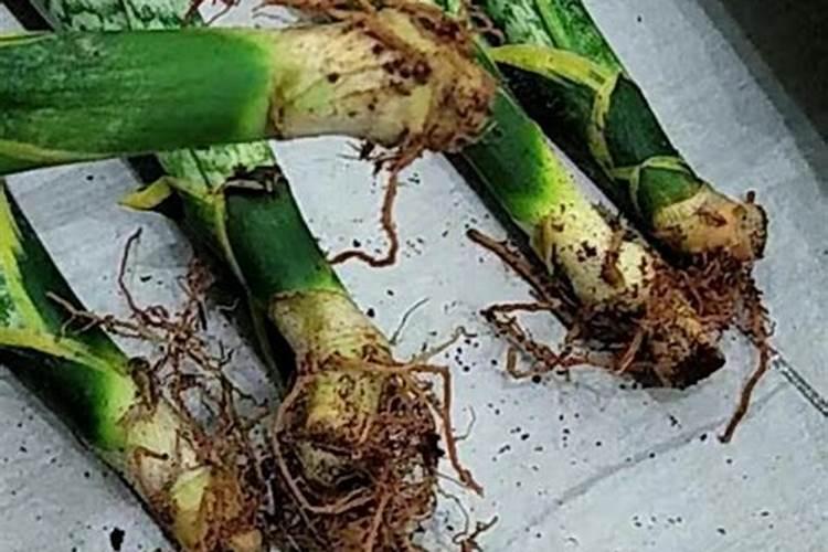虎皮兰换盆后多久施肥