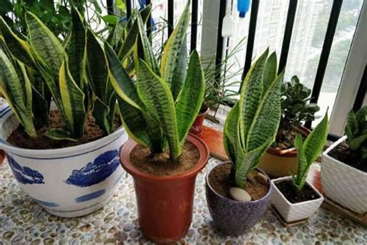 虎皮兰换盆后多久施肥