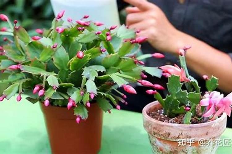 蟹爪兰用叶面肥喷施能行吗 裸根蟹爪兰怎么栽种