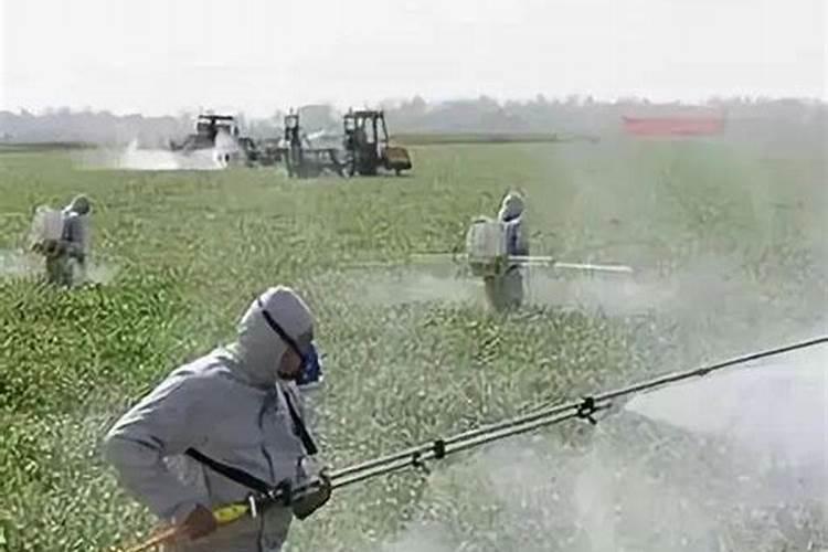 叶面喷施硼肥的最佳时间硼肥应该怎么用