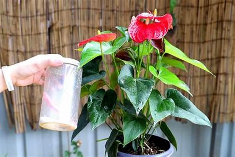 红掌花需要什么肥料,氮磷钾肥缺一不可