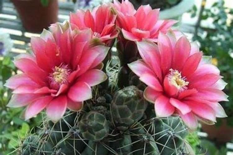 绯花玉施什么肥最好