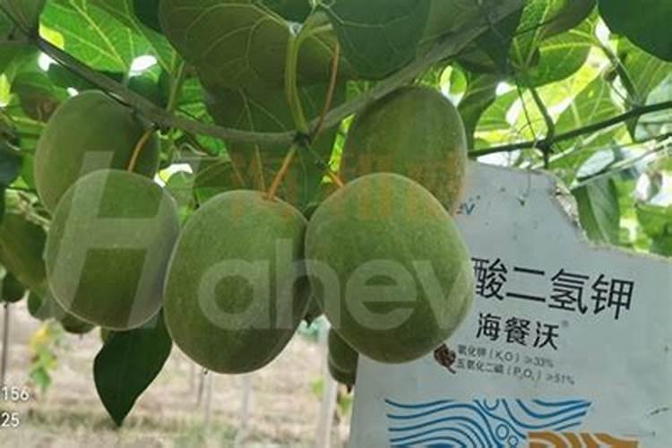 大量元素水溶肥在大棚内喷叶面烧苗吗？