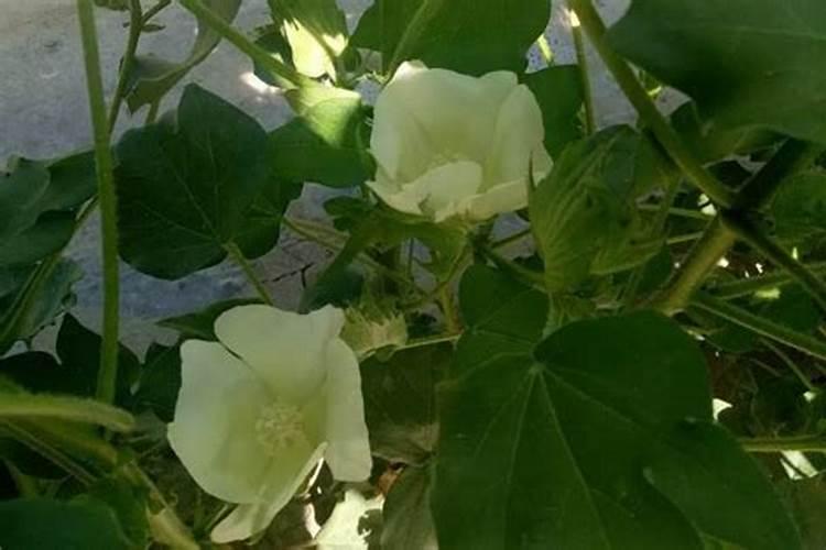 棉花花铃期如何运筹水肥？
