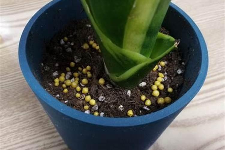 茶花开花期用啥肥