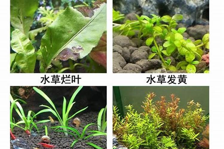 复合肥能直接撒在草坪上不