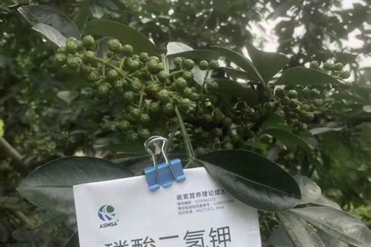 葡萄上色期施肥方法