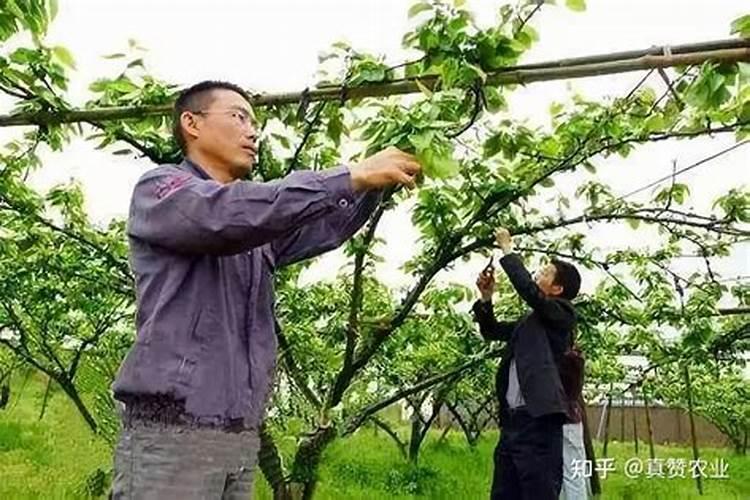 磷肥对果树的作用是什么