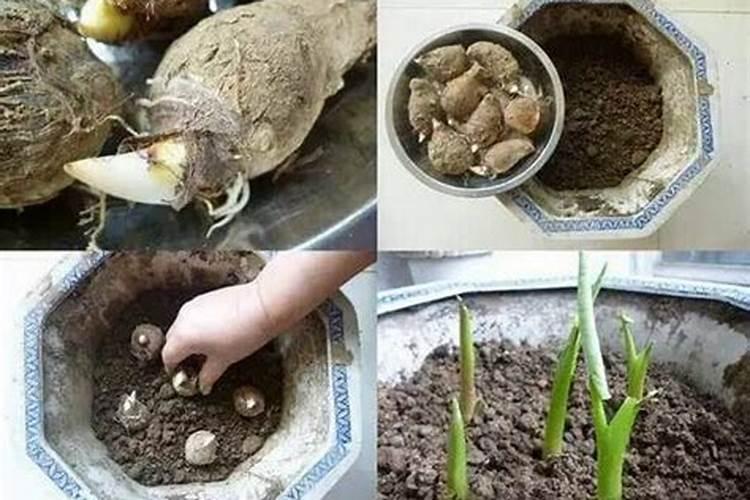 江南一月份哪些蔬菜可以种？