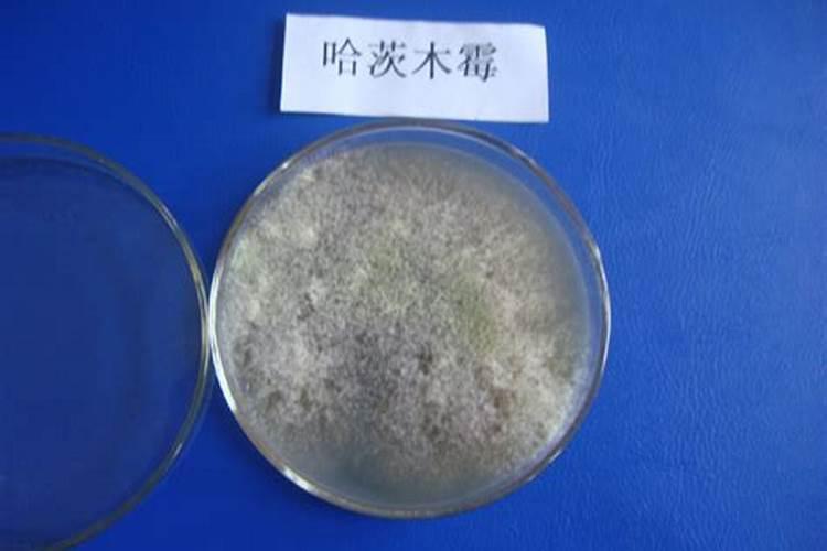 哈茨木霉菌能和高钾复合肥同充施浇姜吗？