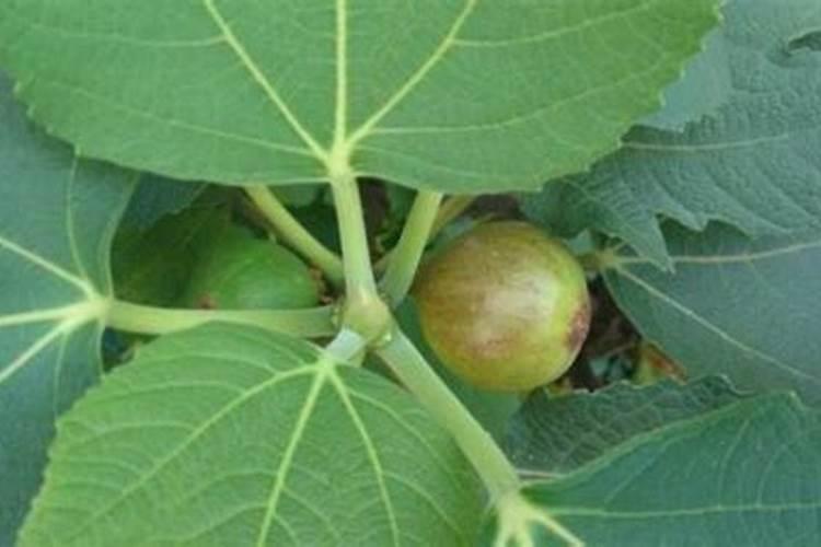 过磷酸钙化肥是磷和钙两种肥料吗