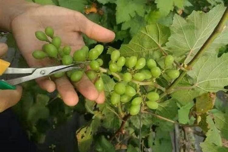 葡萄膨大期用什么肥料