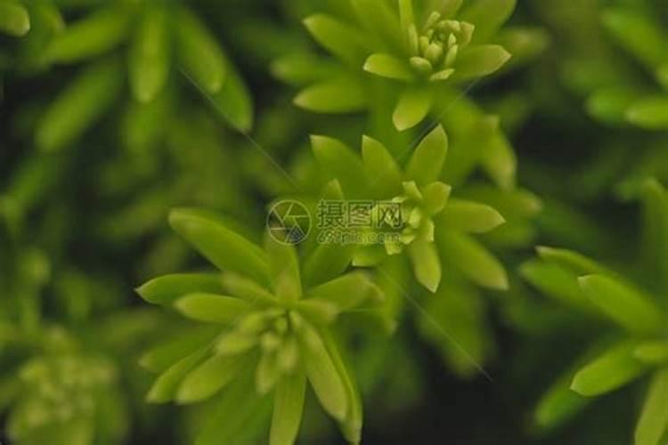 植物叶子用什么肥料能变大变厚？