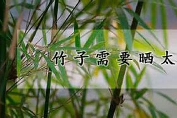 南天竹施什么肥料